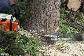 Best Arborist Consultation Services  in Westvle, IL